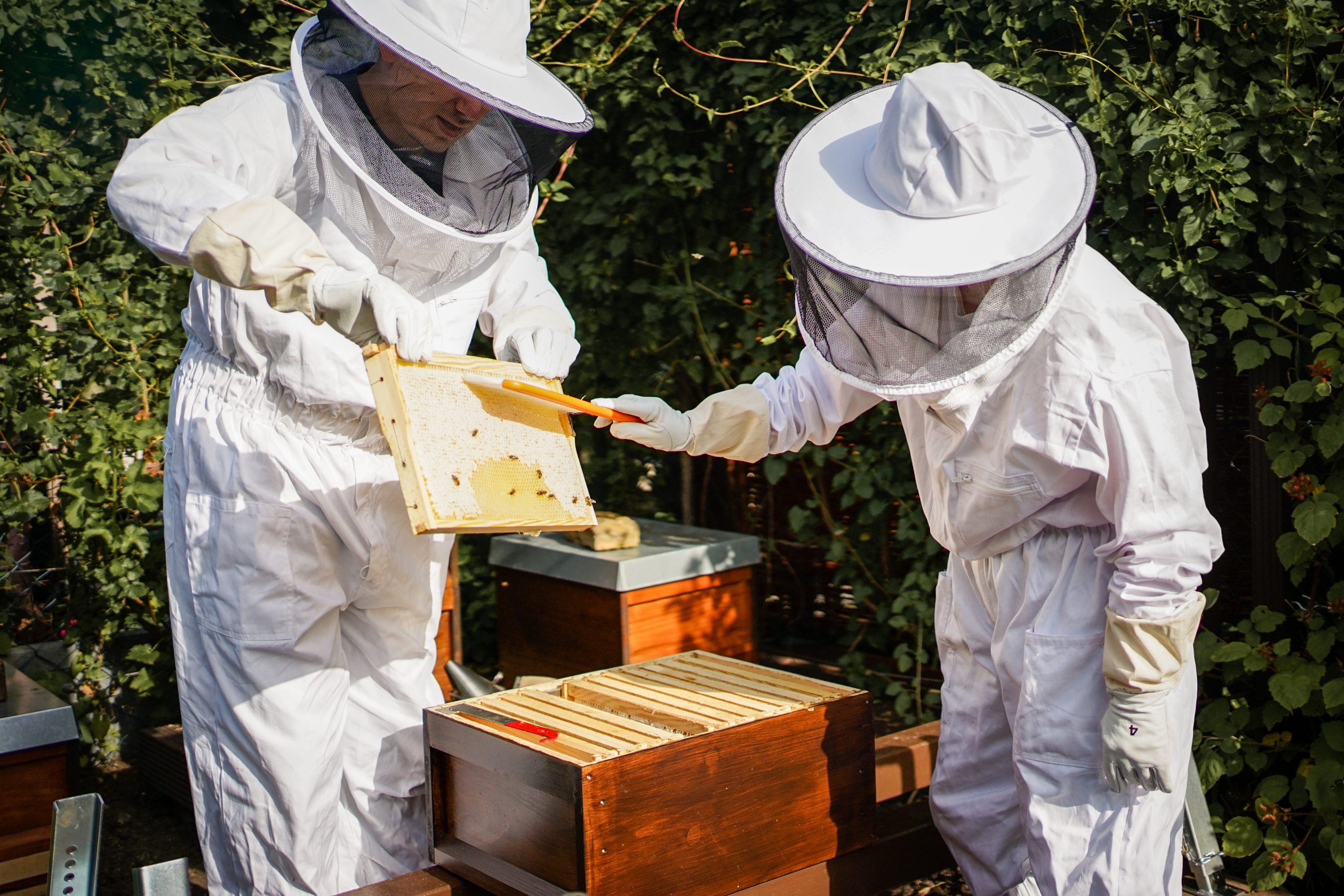 Arbeiterbiene Honig mit Liebe